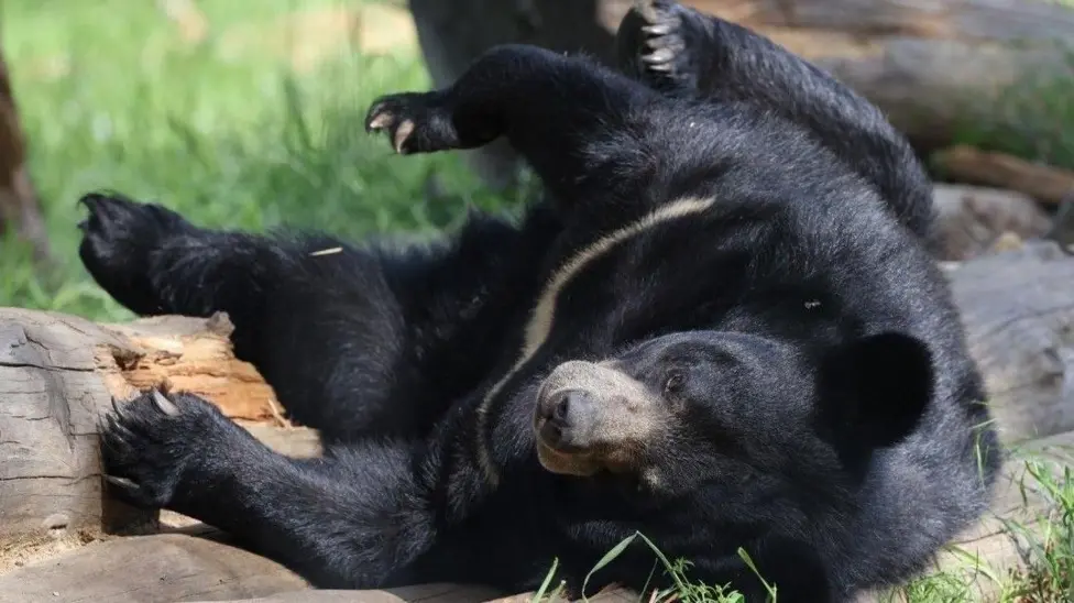 Featured image for “Four Moon Bears Make Welsh Conservation Debut in Tenby”