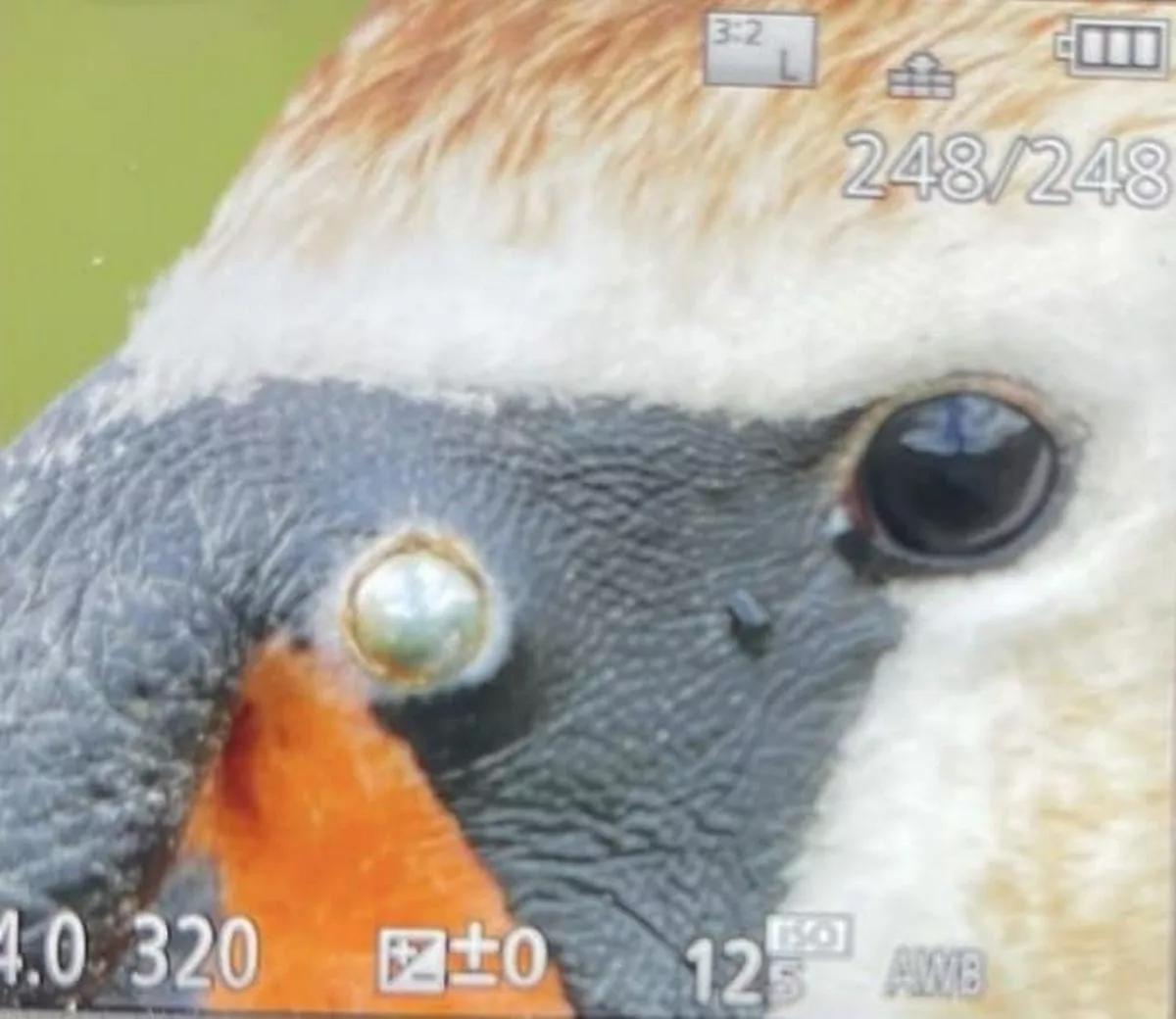 Featured image for “Wales Canal Swan Attacks Leave Birds Dead Over Three Years”