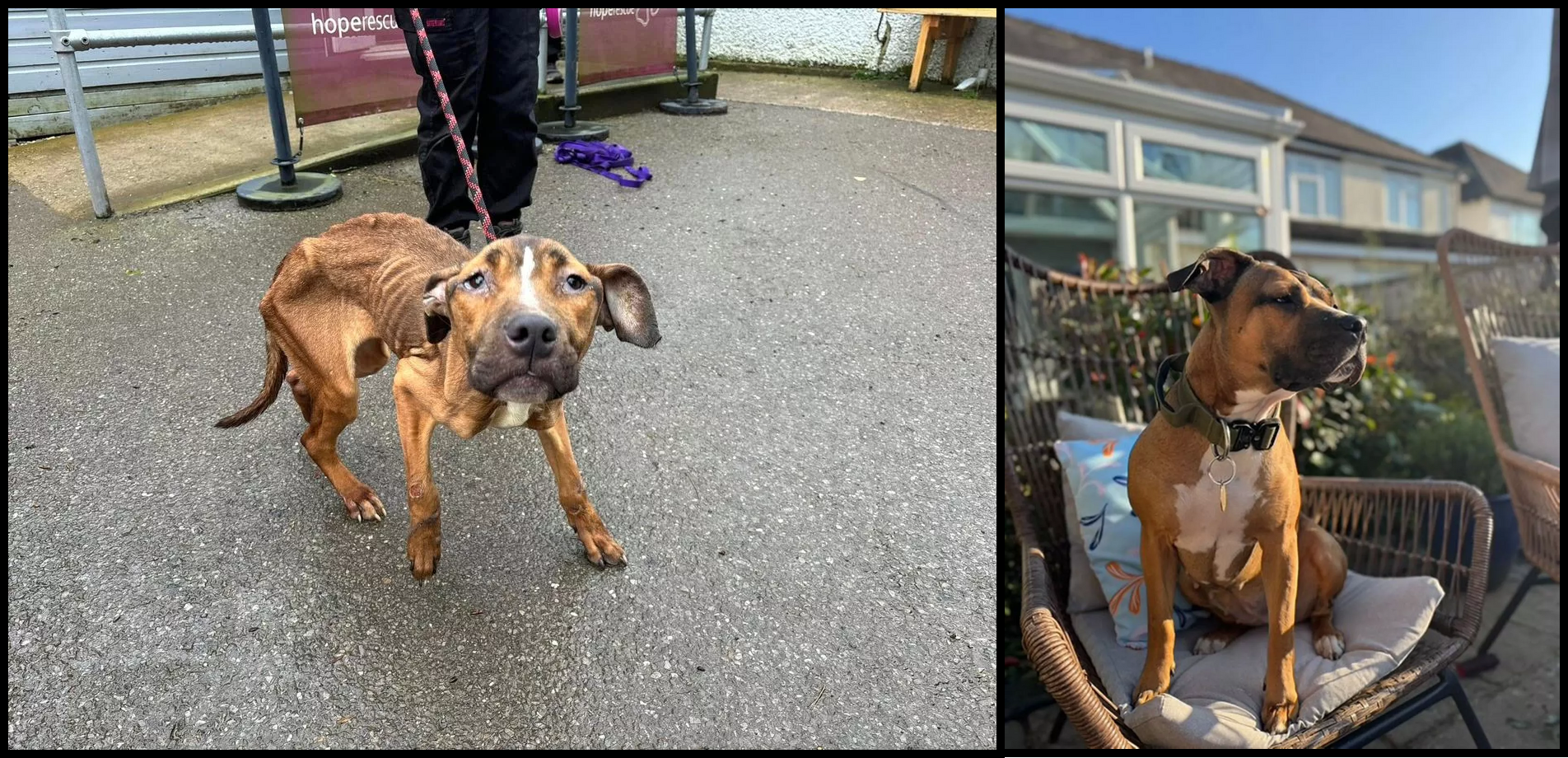 Featured image for “Emaciated Dog Mia’s Amazing Recovery After Owner Jailed”