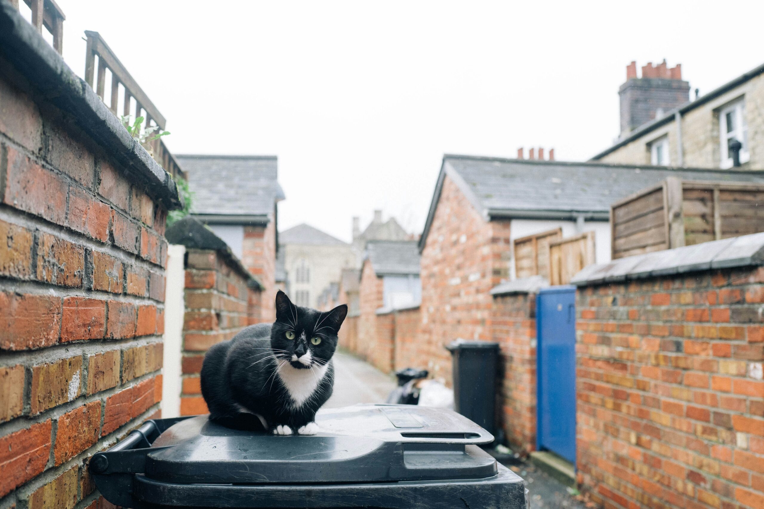 Featured image for “Welsh Government Wants Monthly Black Bag Collections”