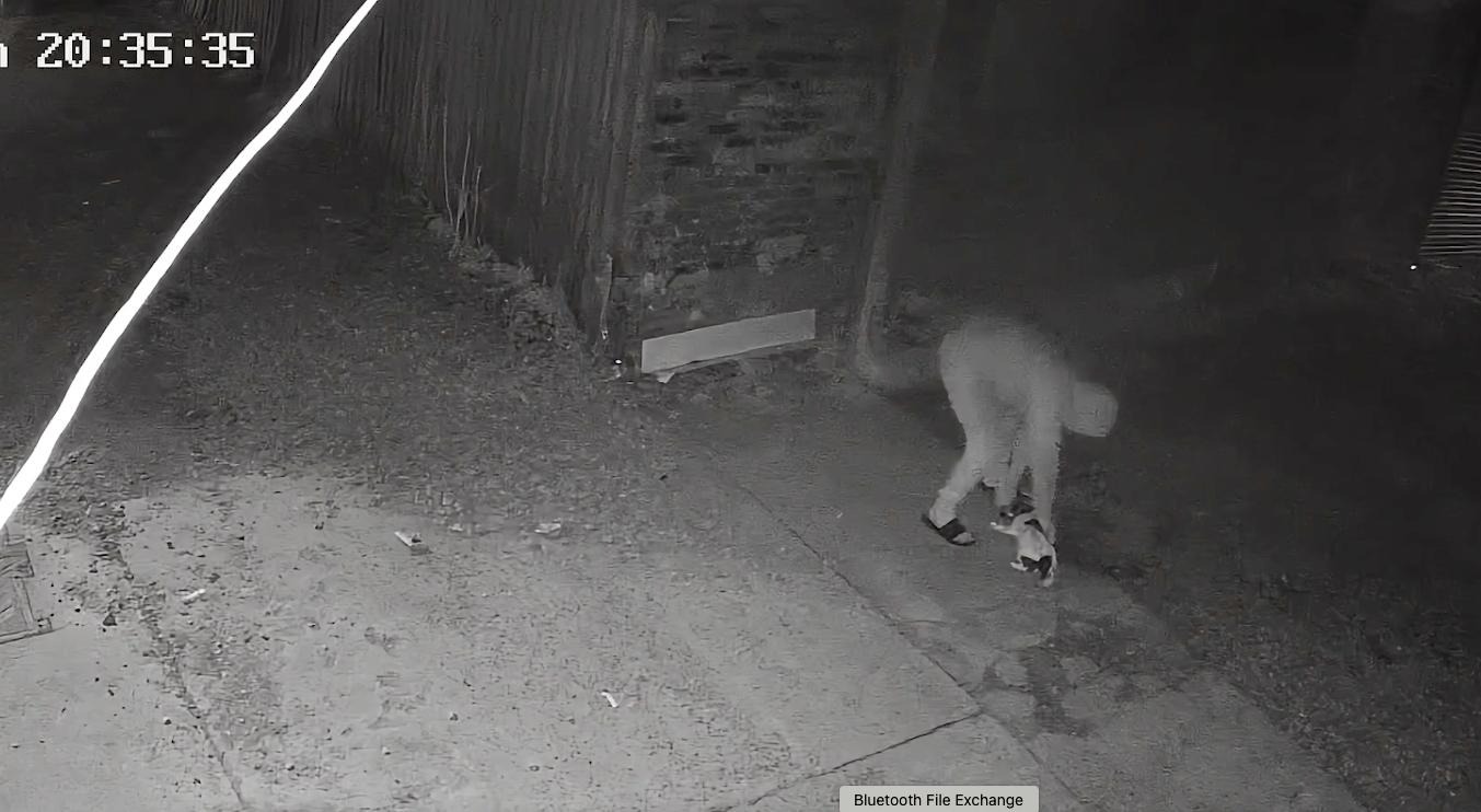 Featured image for “Man jailed for brutal attack on Jack Russell caught on CCTV”