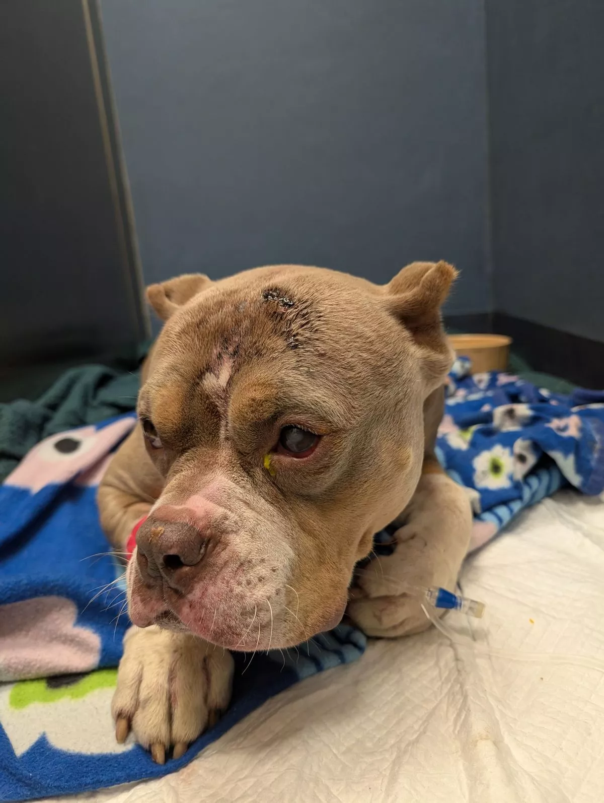 Featured image for “Dog Found with Suspected Deliberate Injuries in Swansea”