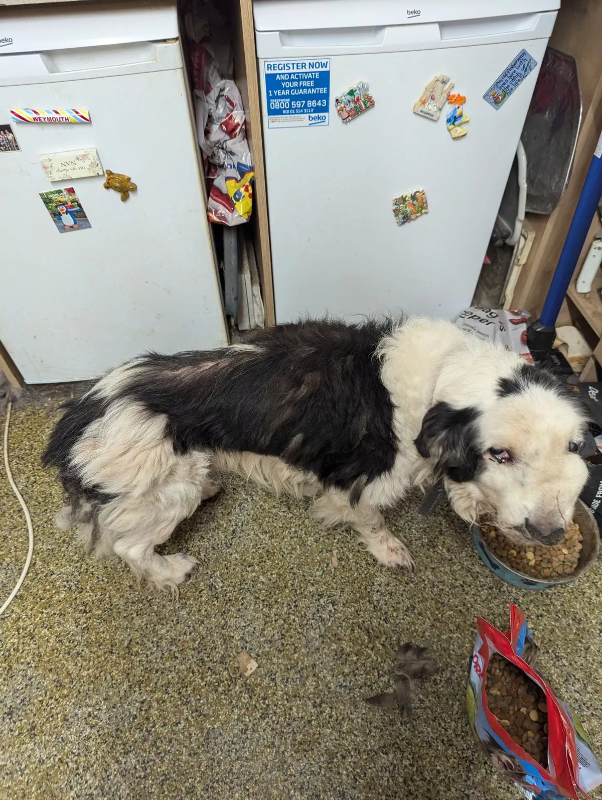 Featured image for “Family sentenced after dog euthanised due to neglect”