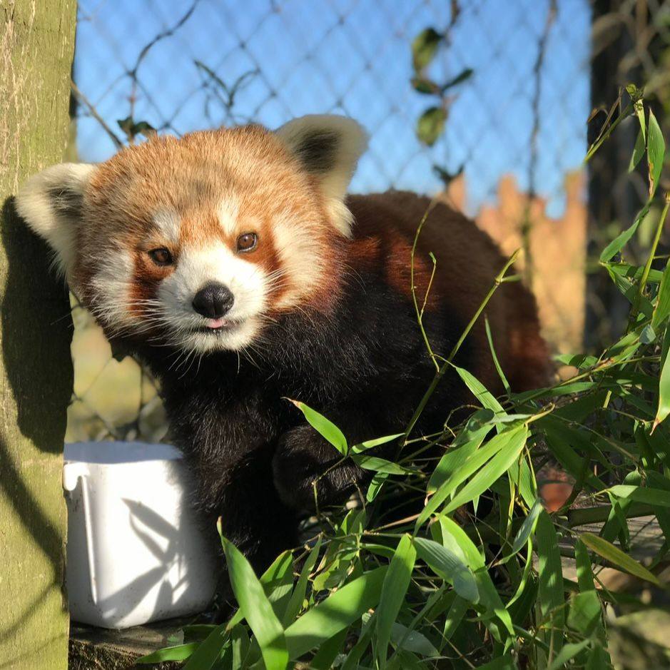 Featured image for “Folly Farm’s Last Red Panda Lotus Dies After Kidney Disease”