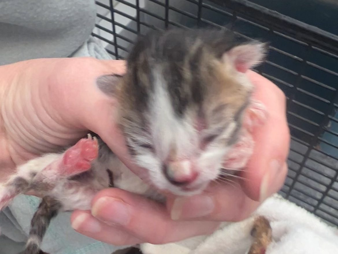 Featured image for “RSPCA Seeks Info on Six Kittens Found Abandoned in Bags”