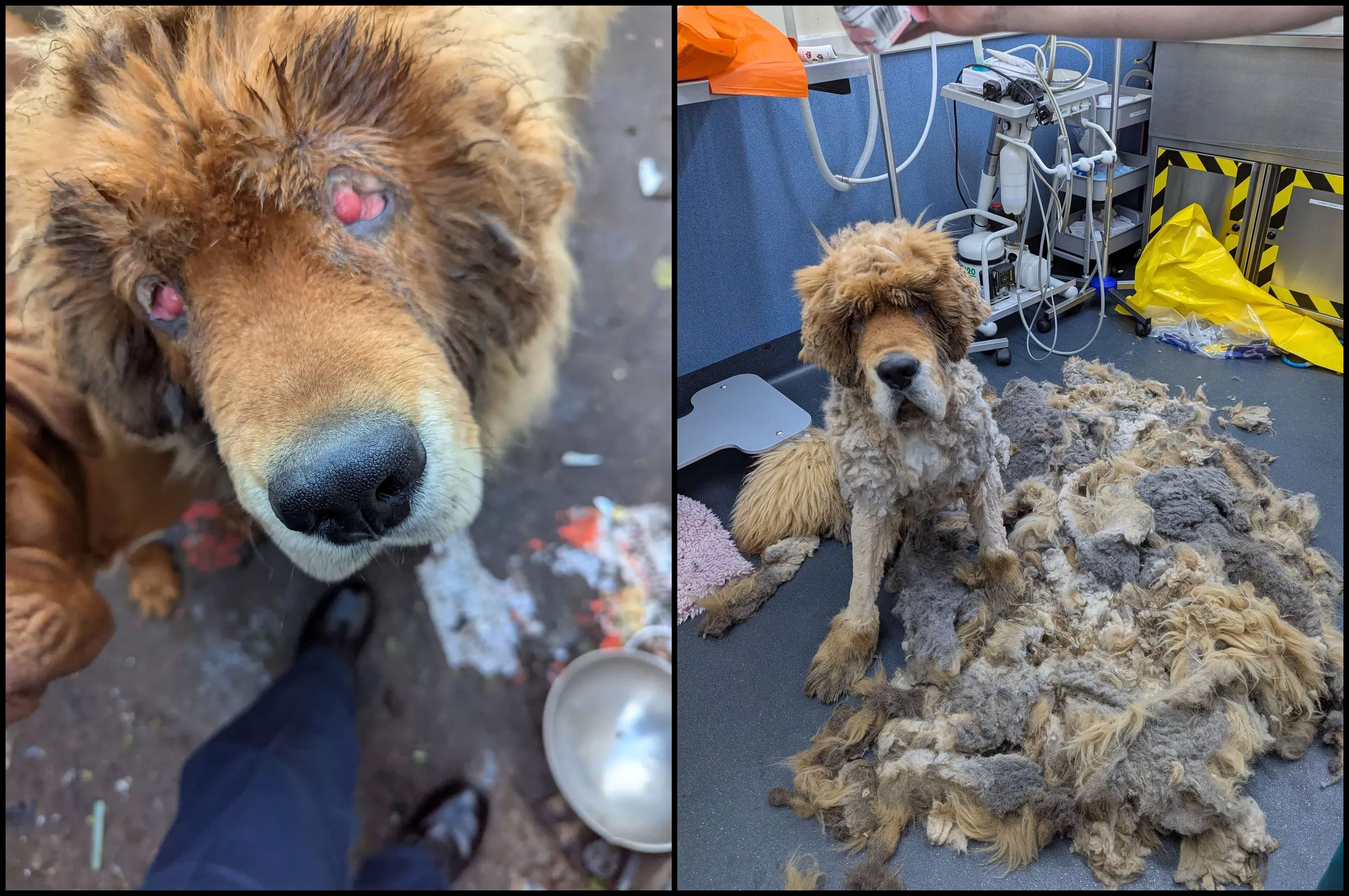 Featured image for “Swansea Couple Get Suspended Sentence for Dog Neglect Case”
