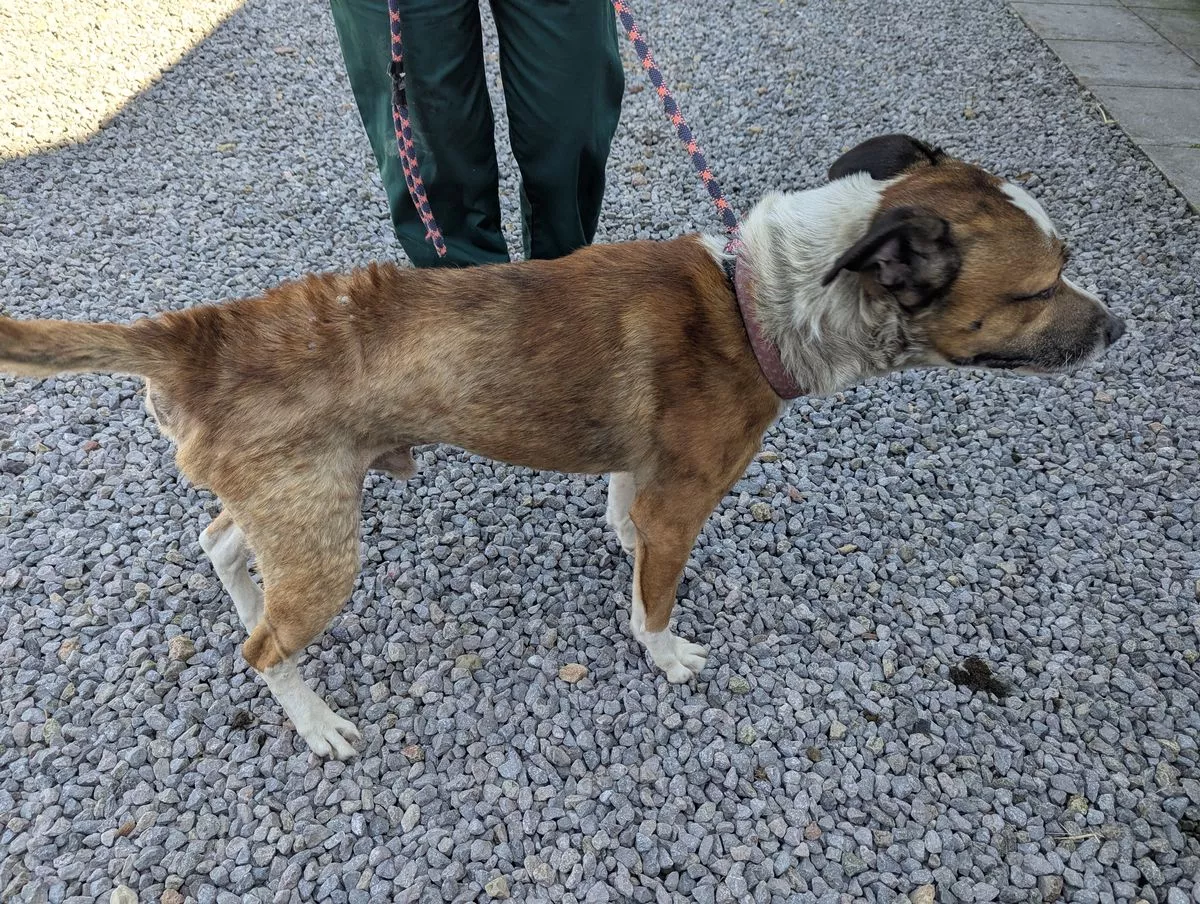 Featured image for “Dog owner banned for 10 years after Marley dies from neglect”