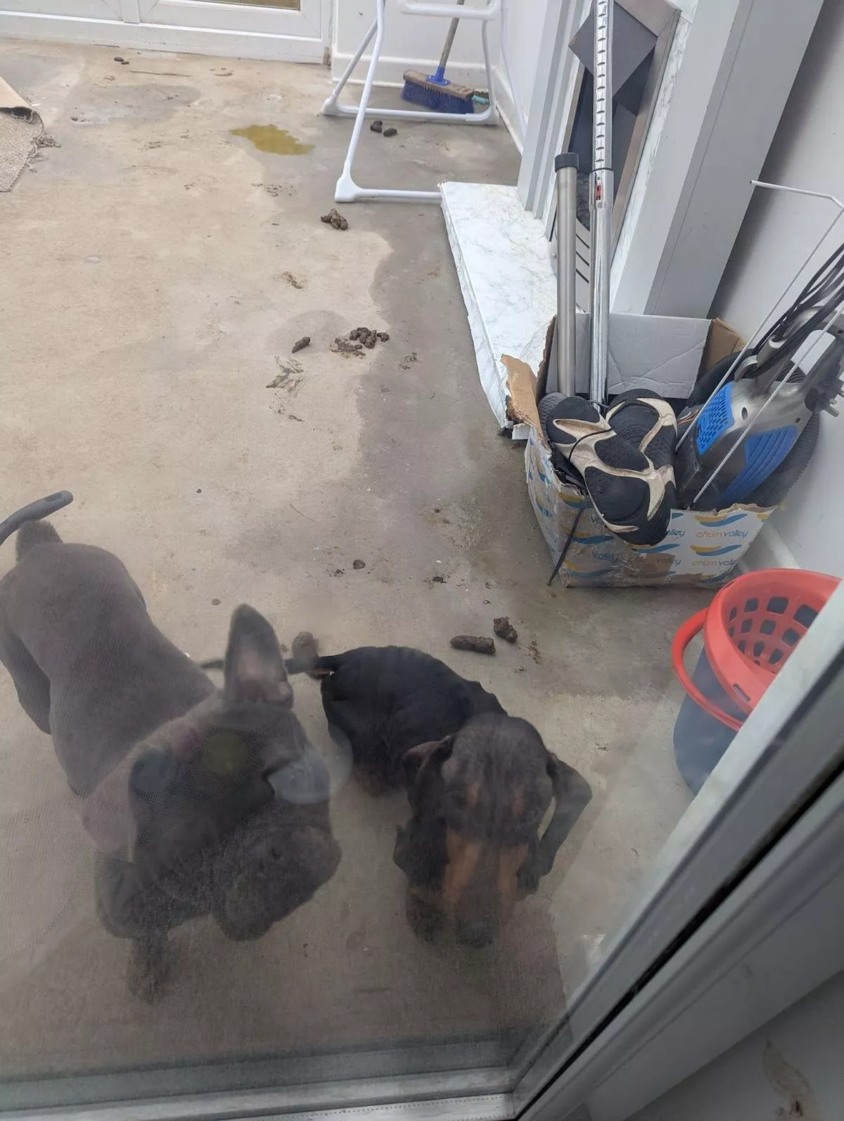 Featured image for “Cardiff woman banned from keeping animals after neglect”