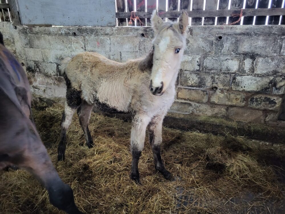 Featured image for “Man banned from horses after six put down in Wrexham”