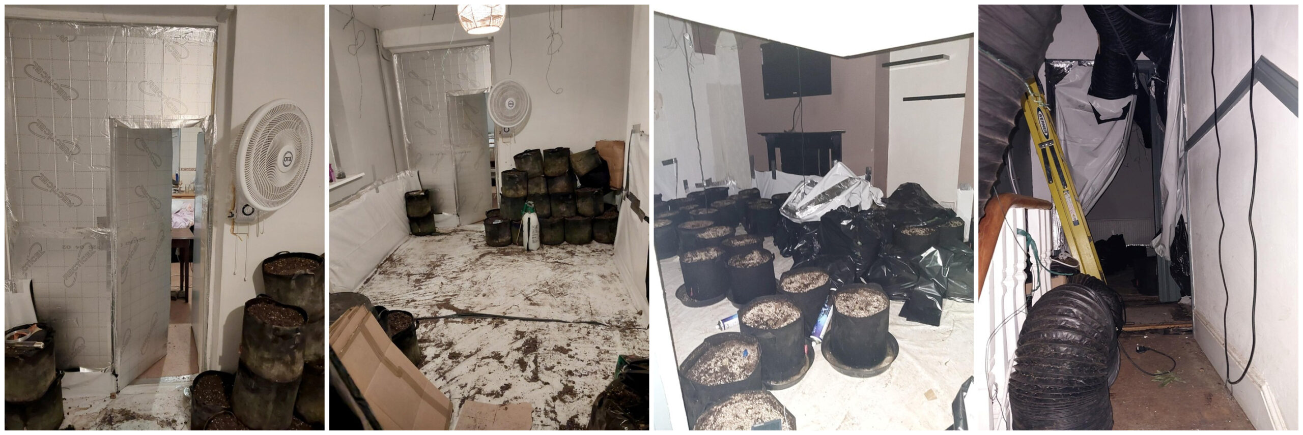 Featured image for “Landlord faces huge bill after Swansea cannabis factory find”