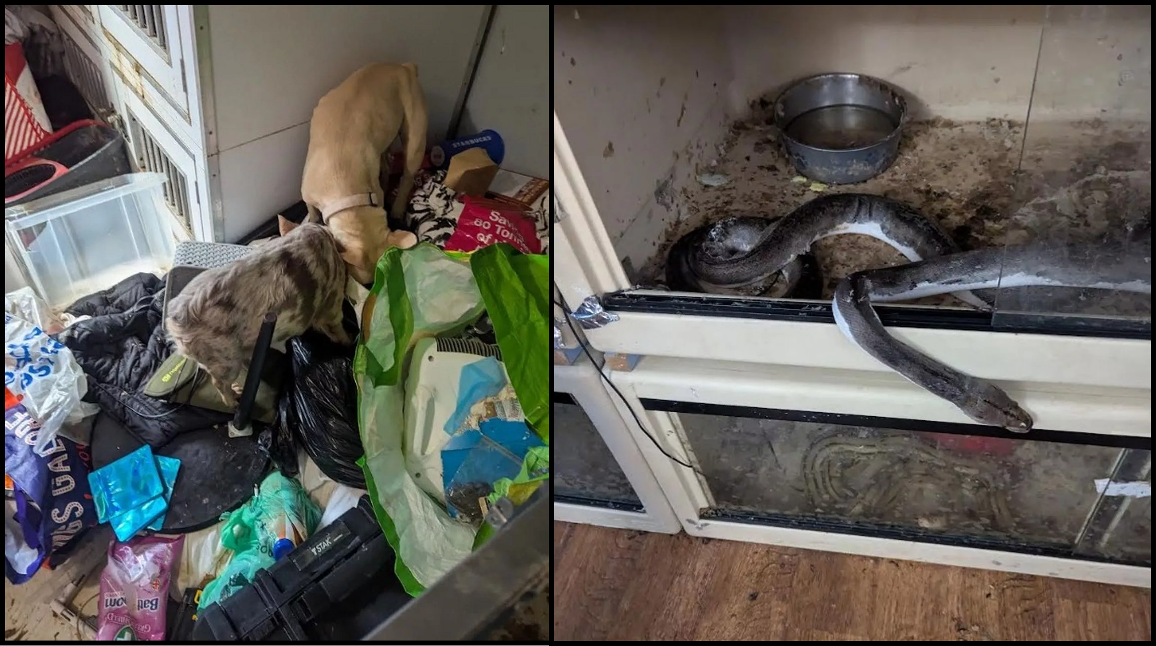 Featured image for “Couple jailed for keeping 50 animals in squalid conditions”