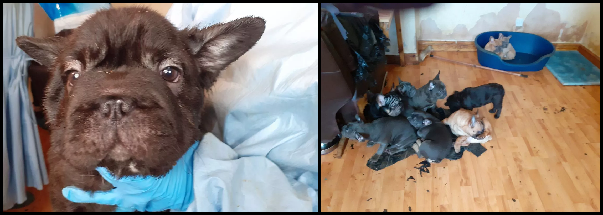 Featured image for “Puppy farm pair sentenced after 38 dogs found in filth”