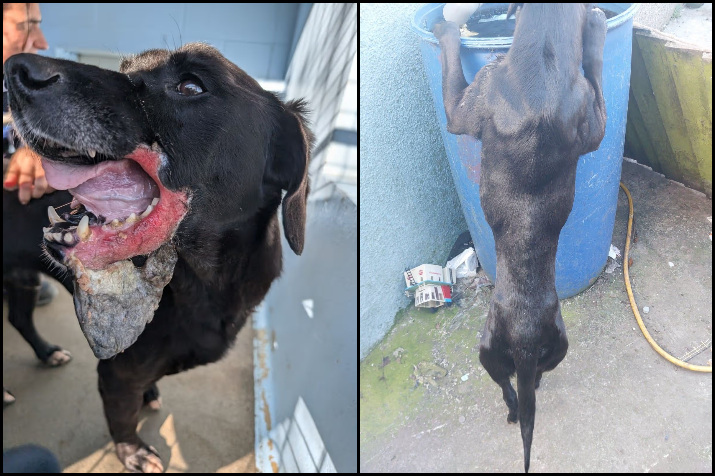 Featured image for “Pembrokeshire woman banned after dog found with facial wound”