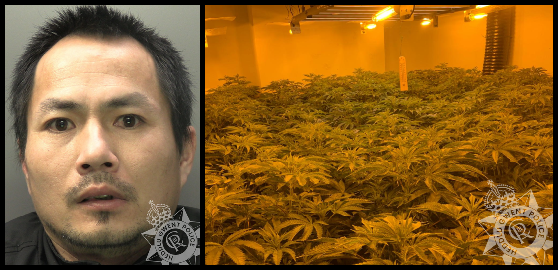 Featured image for “Man sentenced after 240 cannabis plants found in flat”
