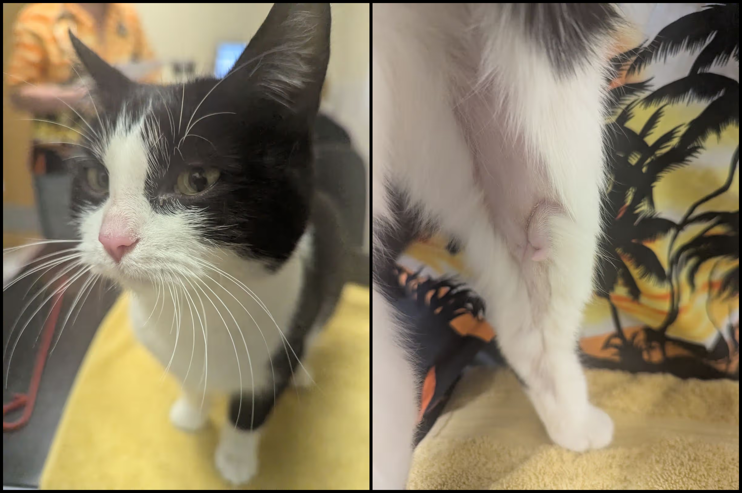 Featured image for “Cardiff woman banned from animals after cat’s death”