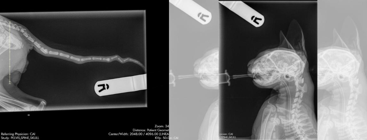 Featured image for “Newport man banned from keeping animals for life”