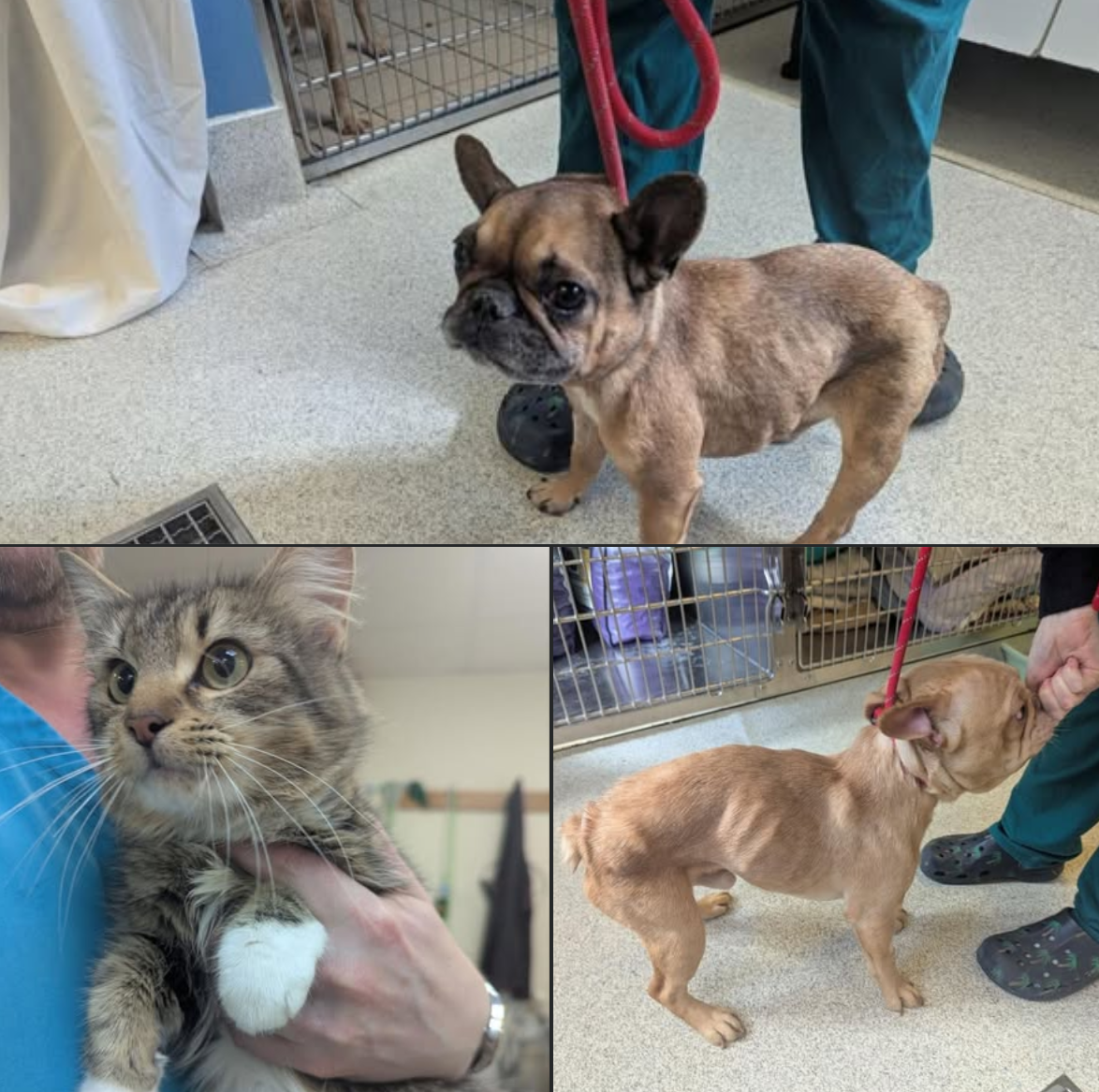 Featured image for “Woman banned from keeping animals after Cardiff neglect”