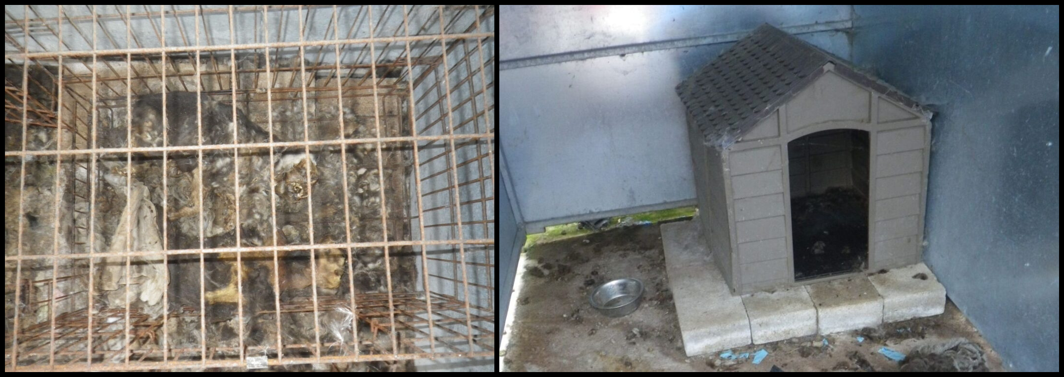 Featured image for “Newport woman banned from keeping animals after three dogs died”