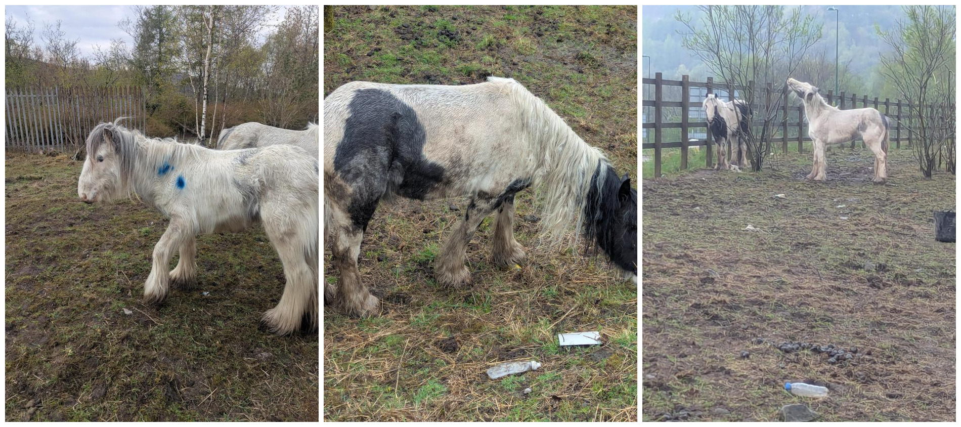 Featured image for “Woman banned after pony left with maggot-infested wounds”