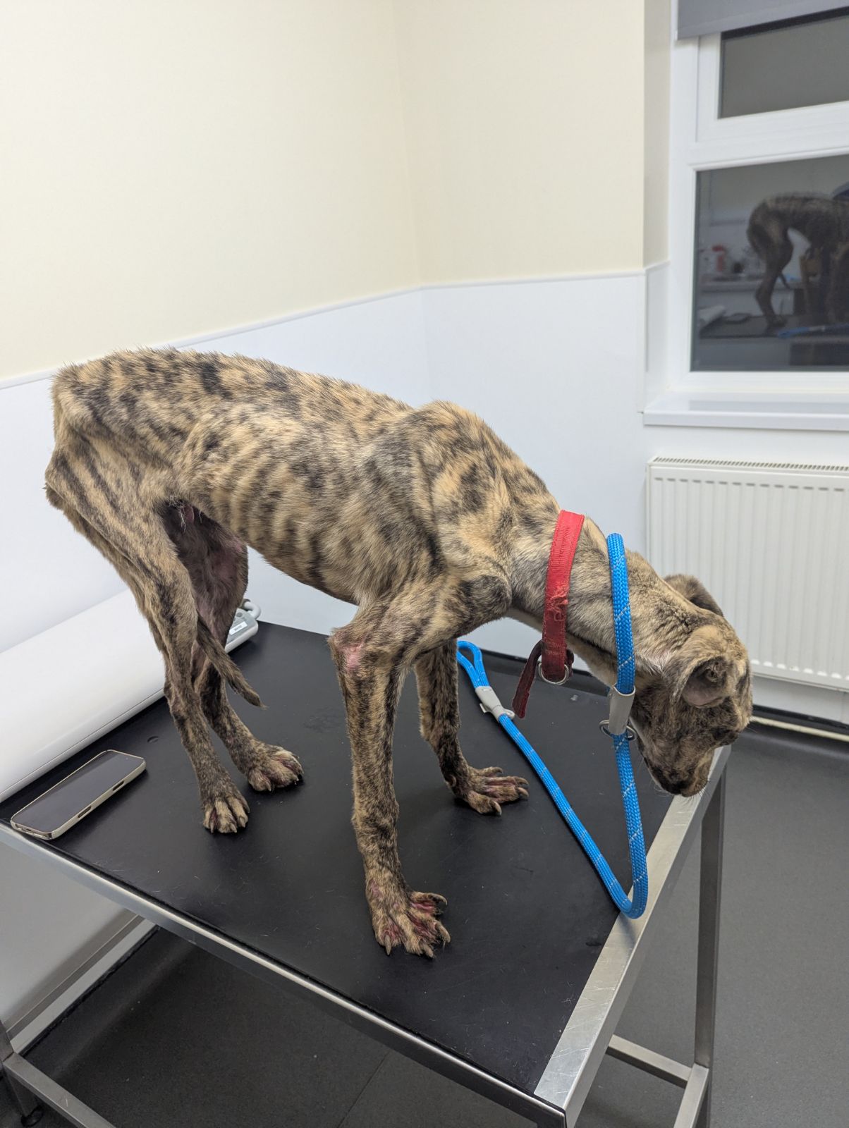 Featured image for “Starving dog chained in yard of empty Merthyr Tydfil home”