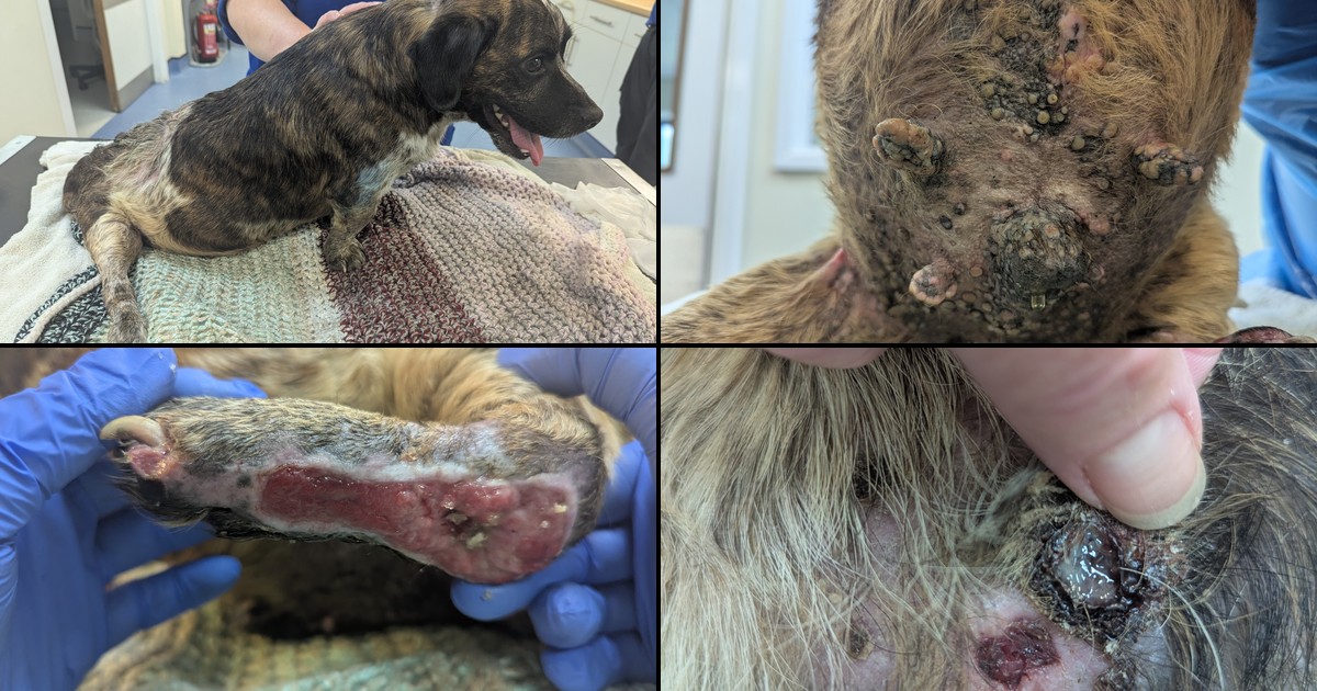 Featured image for “Dog owner banned after disabled pet’s wound left for a year”