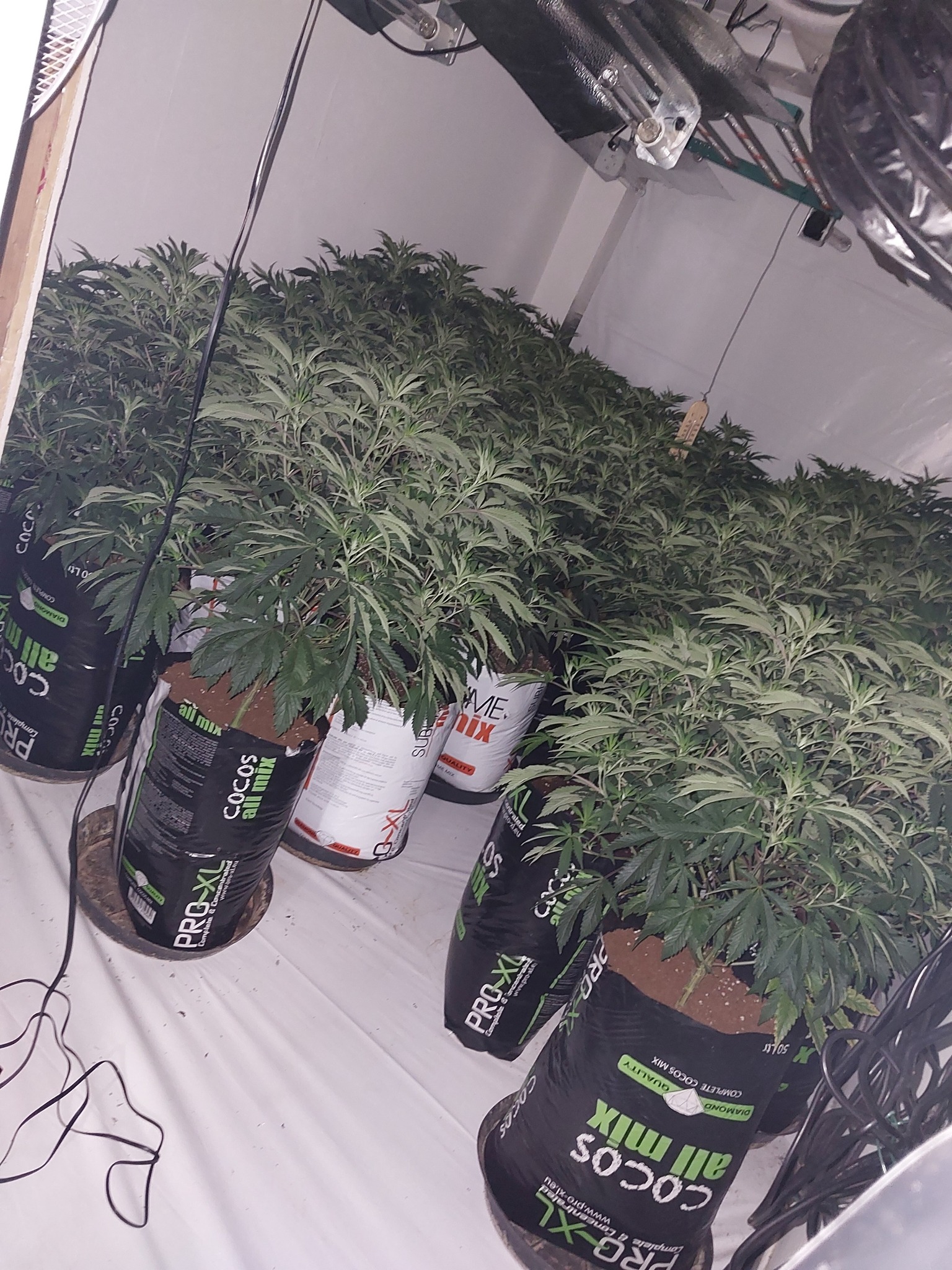 Featured image for “Over 100 cannabis plants seized from Cardiff house”