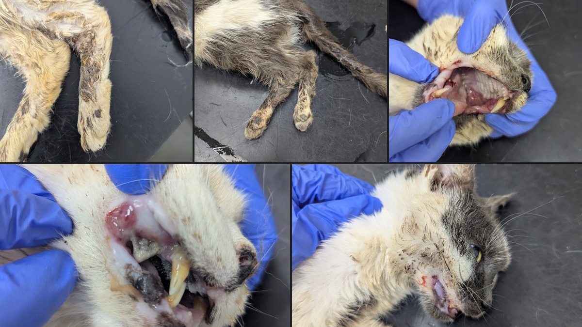 Featured image for “Couple banned from keeping animals after neglected cats put down”