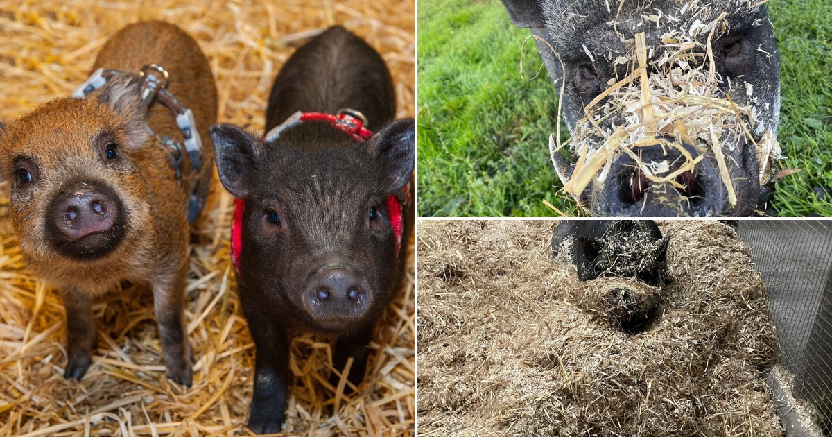 Featured image for “Folly Farm announces death of pig Sylvester, 11”