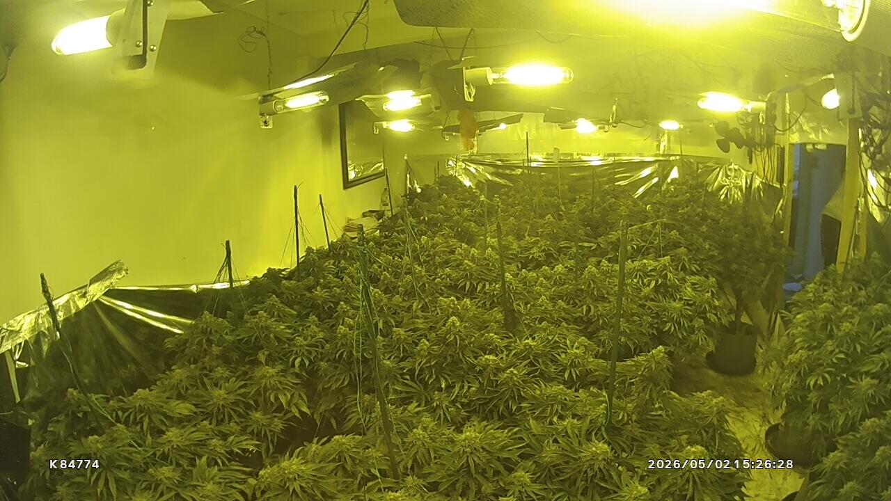 Featured image for “Cannabis factory with 120 plants found in Briton Ferry”
