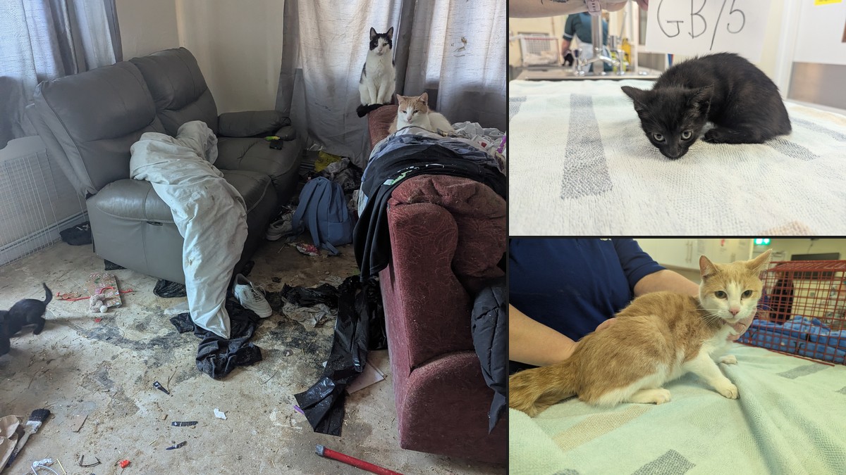 Featured image for “Briton Ferry man banned from keeping animals for seven years”