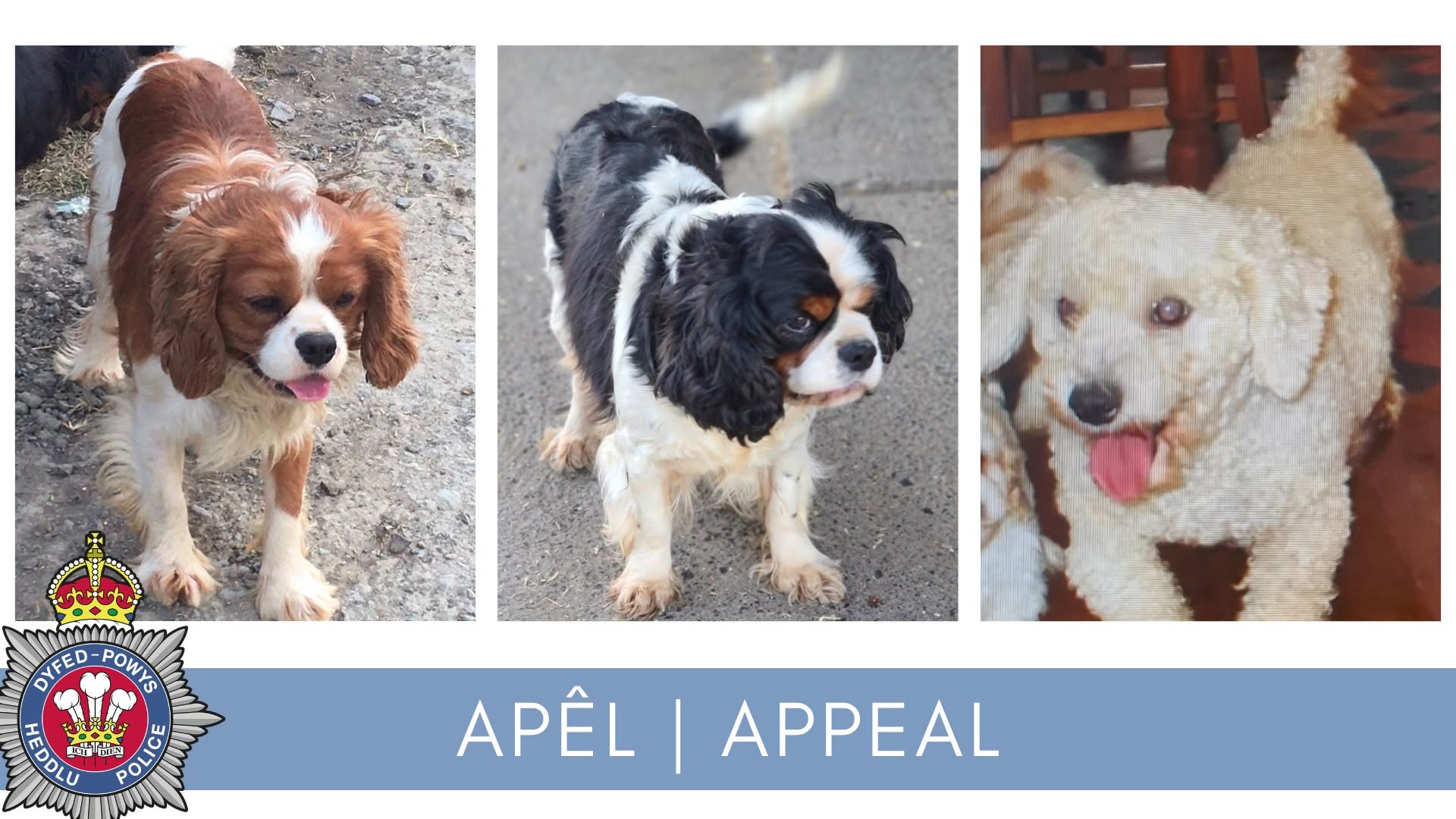 Featured image for “Three dogs stolen from property near Llandeilo”